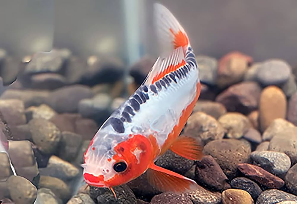 錦鯉53 maxresdefault.jpg?sqp=-